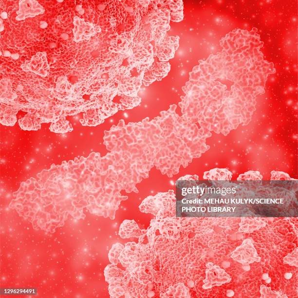 stockillustraties, clipart, cartoons en iconen met cross-reactive hiv antibody fragment, illustration - fab fragment