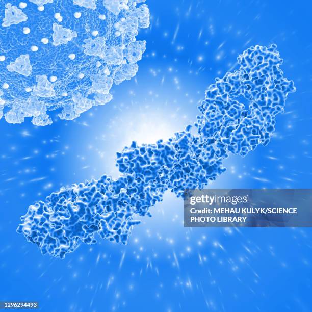 stockillustraties, clipart, cartoons en iconen met cross-reactive hiv antibody fragment, illustration - fab fragment