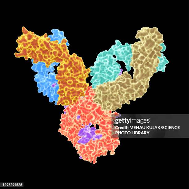 rheumatoid arthritis autoantibody, illustration - autoimmune stock illustrations