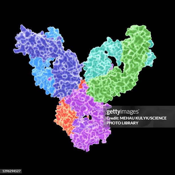 rheumatoid arthritis autoantibody, illustration - antikörper stock-grafiken, -clipart, -cartoons und -symbole