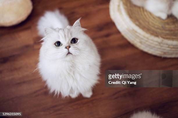 cute cat looking at the camera - suave y sedoso fotografías e imágenes de stock