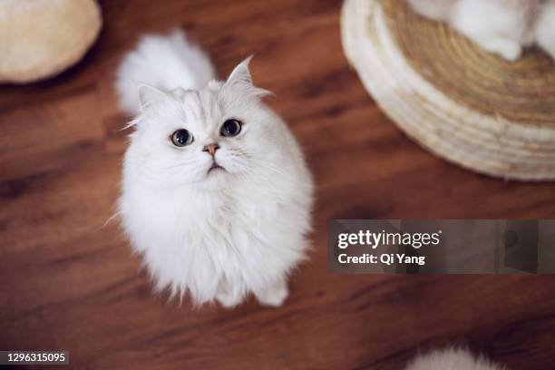 cute cat looking at the camera - fluffy stock pictures, royalty-free photos & images