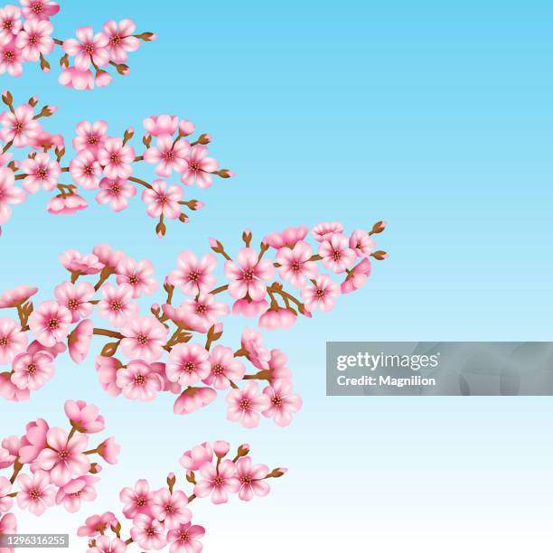 sakura blossom vector - japanese tree drawing stock illustrations