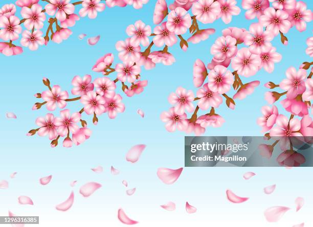 sakura blossom vector - japanese tree drawing stock illustrations