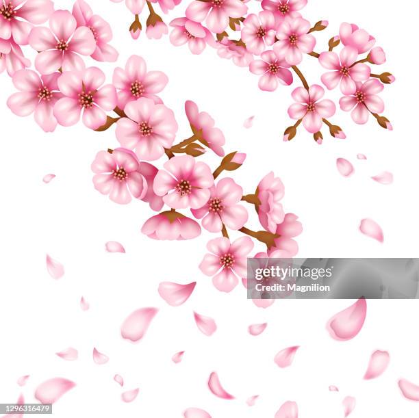 sakura blossom vector - sakura stock illustrations