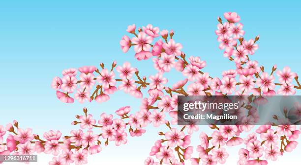 sakura blossom vector - cherry blossoms falling stock illustrations