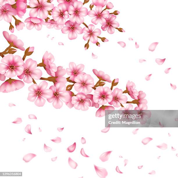 55 911点の桜 花びらのストックフォト Getty Images 55 911点の桜 花びらのストックフォト Getty Images