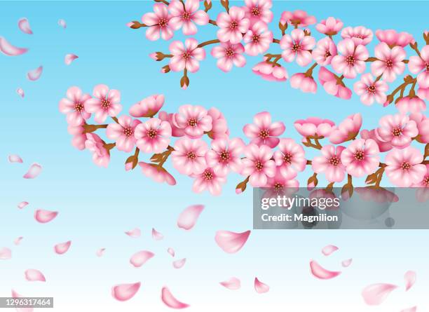 sakura blossom vector - cherry blossoms falling stock illustrations