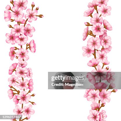 櫻花開花向量背景 櫻花開花向量背景
