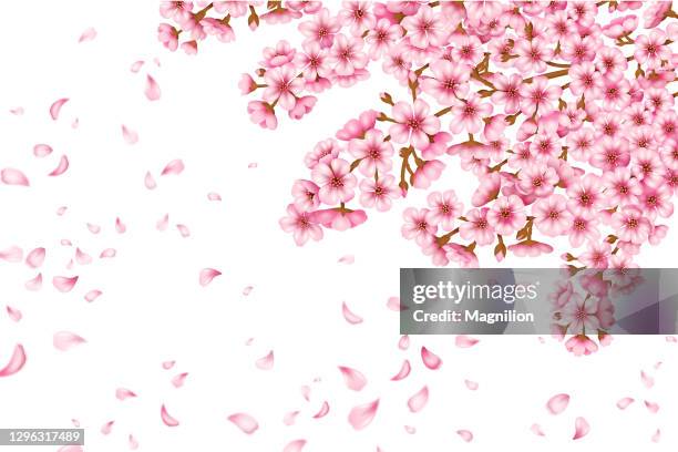 sakura blossom vector - japanese tree drawing stock illustrations