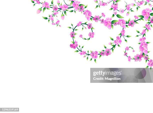 sakura blossom corner vector - hanami stock illustrations
