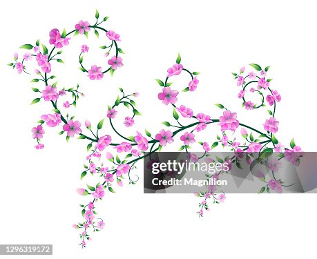 櫻花開花向量 櫻花開花向量