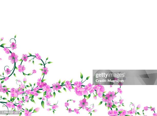 sakura blossom corner vector - cherry blossoms falling stock illustrations
