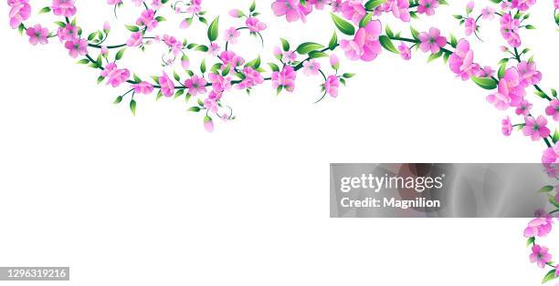sakura blossom corner vector - cherry blossoms falling stock illustrations