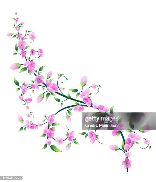sakura blossom vector - cherry tree vector stock illustrations