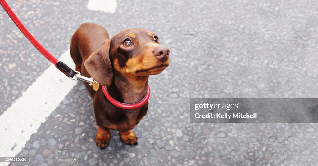 Cute brown Dachshund dog with red leash on east london street