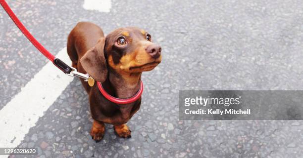 cute brown dachshund dog with red leash on east london street - leash 個照片及圖片檔