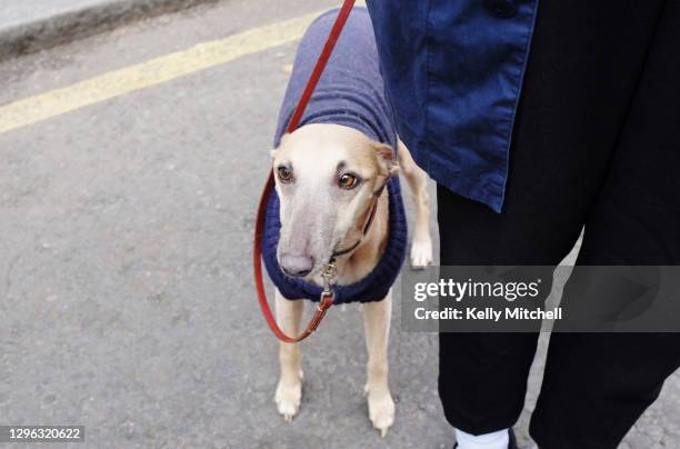 whippet greyhound dog wearing sweater on a dog walk - greyhounds stock pictures, royalty-free photos & images