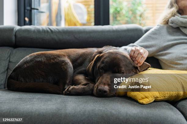 chocolate labrador asleep on the sofa whilst her owner strokes her ear - dog on a couch stock pictures, royalty-free photos & images