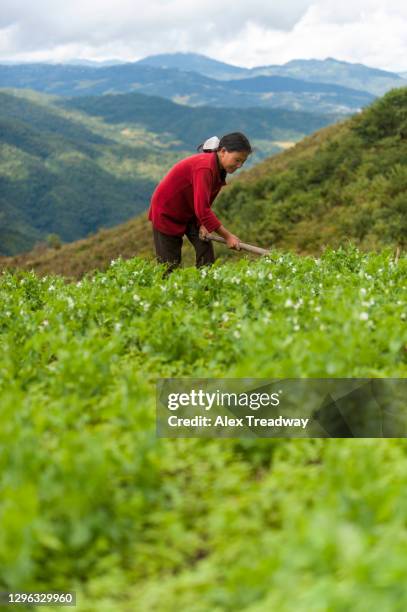 a woman clears away weeds in a pea field in north east india - east india company fotografías e imágenes de stock