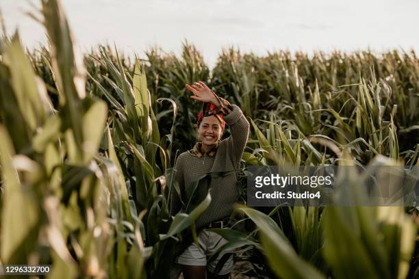 cornfield sonnenschein und ich mit einem lächeln - corn maze stock-fotos und bilder