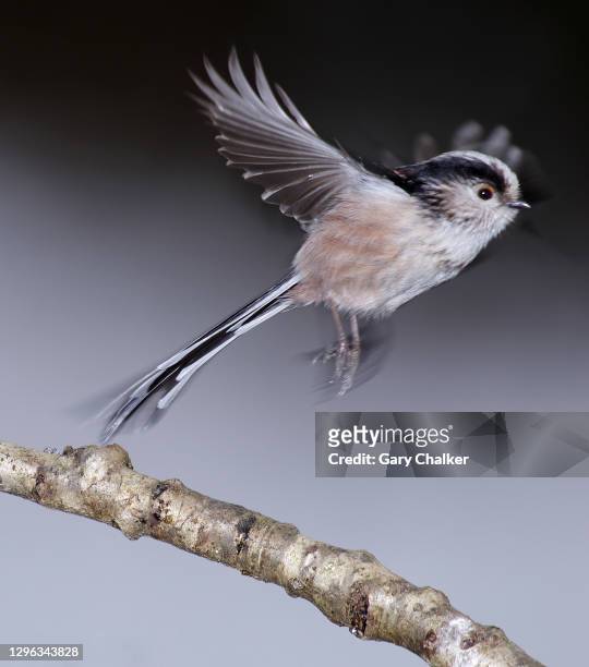 long-tailed tit [aegithalos caudatus] - tit stock pictures, royalty-free photos & images