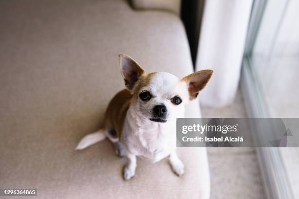 a chihuahua dog sitting on the sofa looking at the camera - chihuahua puppies stock-fotos und bilder