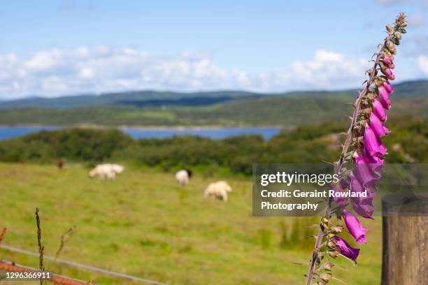 rural scotland - digitalis alba stock pictures, royalty-free photos & images