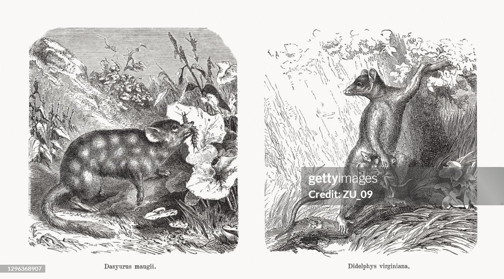 Tiger quoll and Virginia opossum, wood engravings, published in 1893