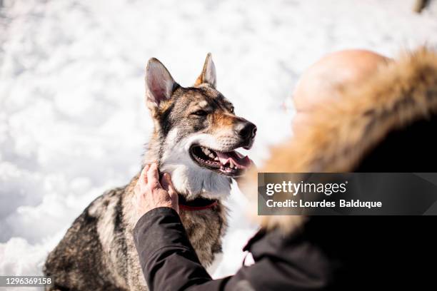 portrait of wolfdog with his master in the snow - gedomesticeerde dieren stockfoto's en -beelden