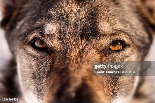 wolfdog look up close - snarling stockfoto's en -beelden