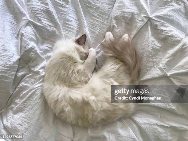 white ragdoll cat sleeping on a white blanket - purebred cat stock pictures, royalty-free photos & images