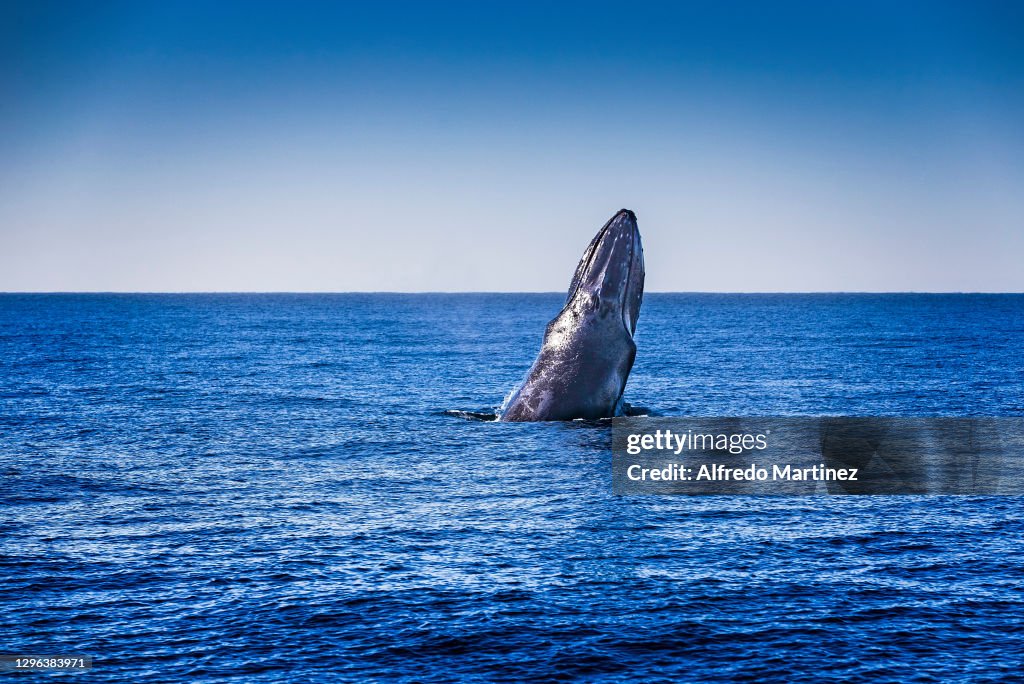 Humpback Whale Watching in Cabo San Lucas