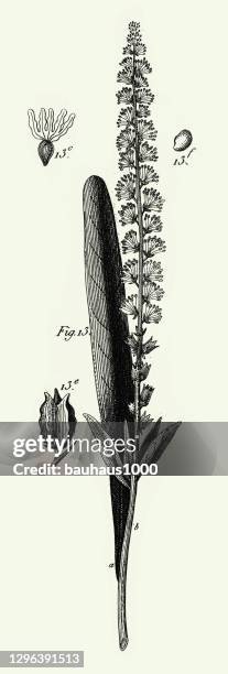 gravierte antike, kultivierte pflanzen der ranunculaceae und andere familien gravur antike illustration, veröffentlicht 1851 - arugula stock-grafiken, -clipart, -cartoons und -symbole