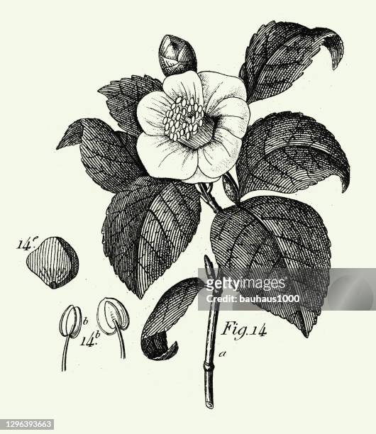 engraved antique, cultivated plants of many families, mostly ornamental engraving antique illustration, published 1851 - camellia stock illustrations