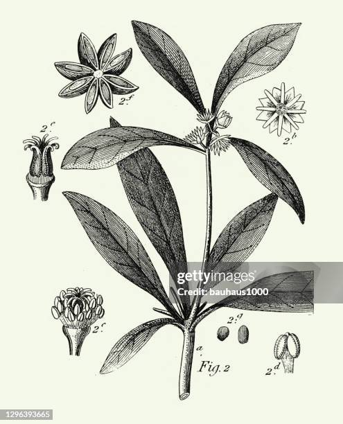 ilustraciones, imágenes clip art, dibujos animados e iconos de stock de grabado antiguo, plantas cultivadas de muchas familias, grabado mayormente ornamental ilustración antigua, publicado en 1851 - carnation flower