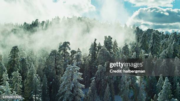 mist pooling in gap between trees in snow covered forest - aerial - san gabriel mountains stock pictures, royalty-free photos & images