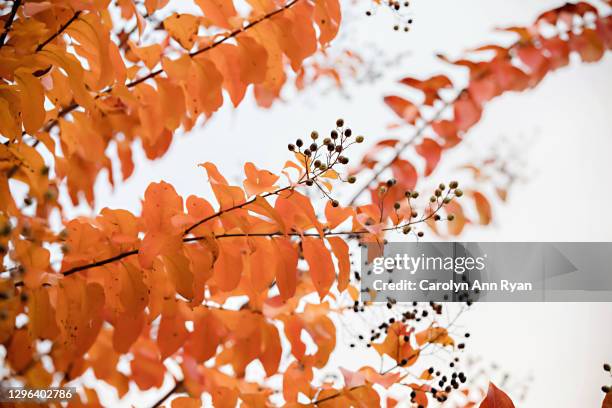 yellow crisp autumn leaves on ground - charlotte wood foto e immagini stock