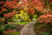 Autumn colour at Batsford arboretum