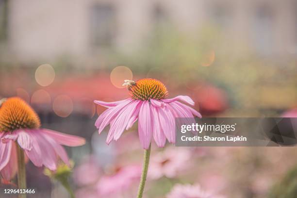 coneflower, or pink daisy, with bee - pollination stock pictures, royalty-free photos & images