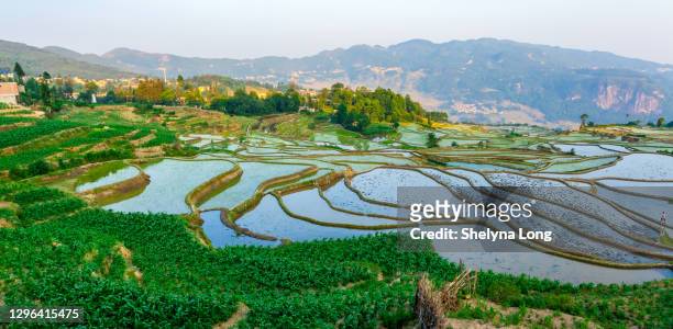 reisfelder in yunnan, china - paddy fields yunnan stock-fotos und bilder