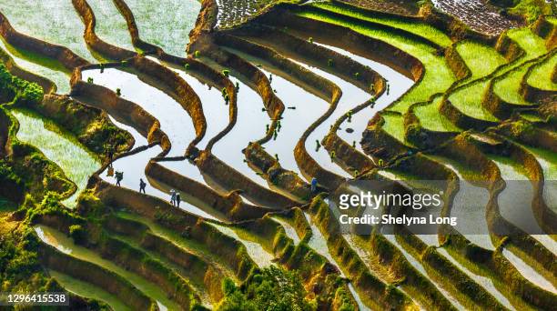 terraced rice fields. china - rice paddy stock pictures, royalty-free photos & images