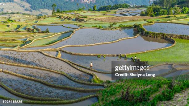 campo de arroz en yunnan, china. - sembrar fotografías e imágenes de stock