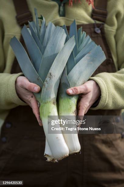 farmer holding leeks - poireau photos et images de collection