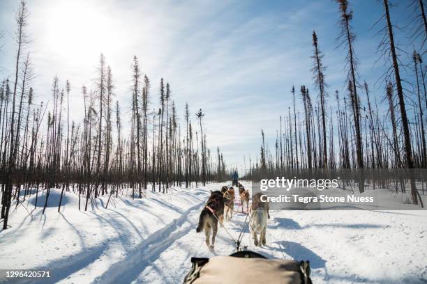 dog sledding in northern alberta - fort mcmurray stock pictures, royalty-free photos & images