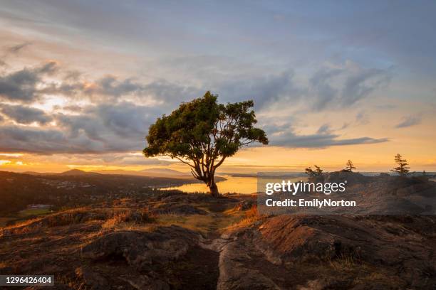 lone arbutus tree on a hilltop - vancouver island trees stock pictures, royalty-free photos & images