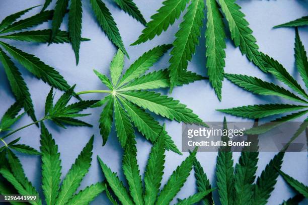 many natural fresh big and small cannabis leaves lay in chaotic. - cannabis oil - fotografias e filmes do acervo