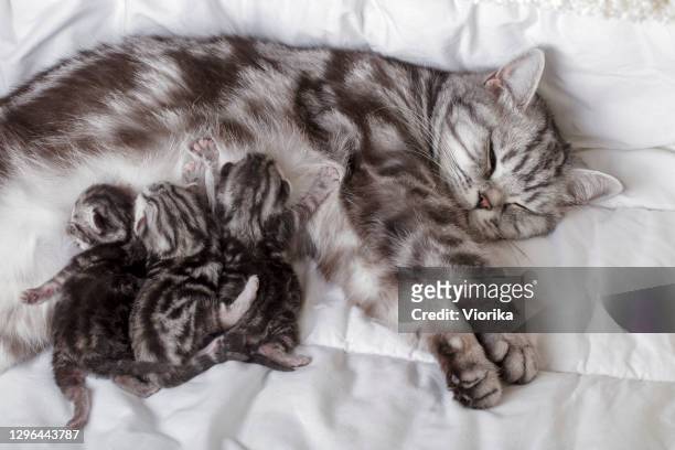 de kat van de moeder met pasgeboren katjes (brits korthaar) zogende melk - kitten stockfoto's en -beelden