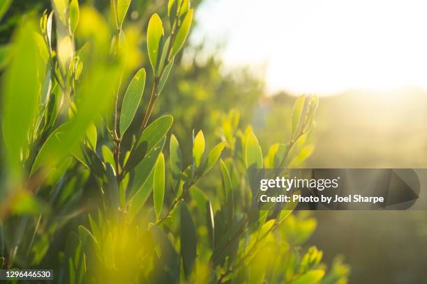 wattle leaves in the sun - bush stock pictures, royalty-free photos & images