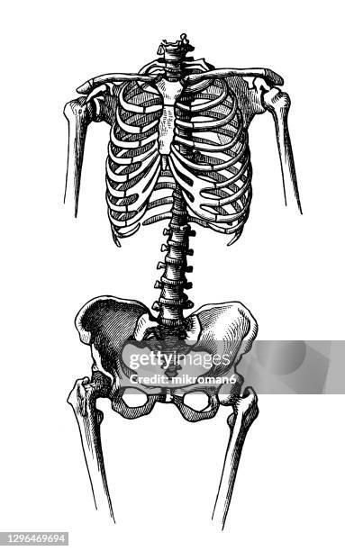 old engraved illustration of the female skeleton - rib cage stock-fotos und bilder